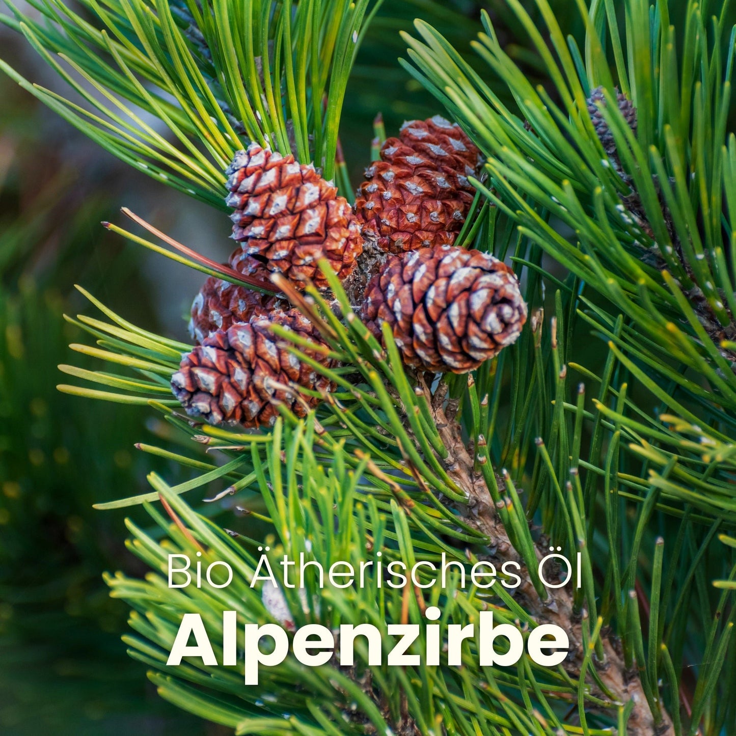 ALPENZIRBE REED DIFFUSER - CLEMENZA COSMETICS
