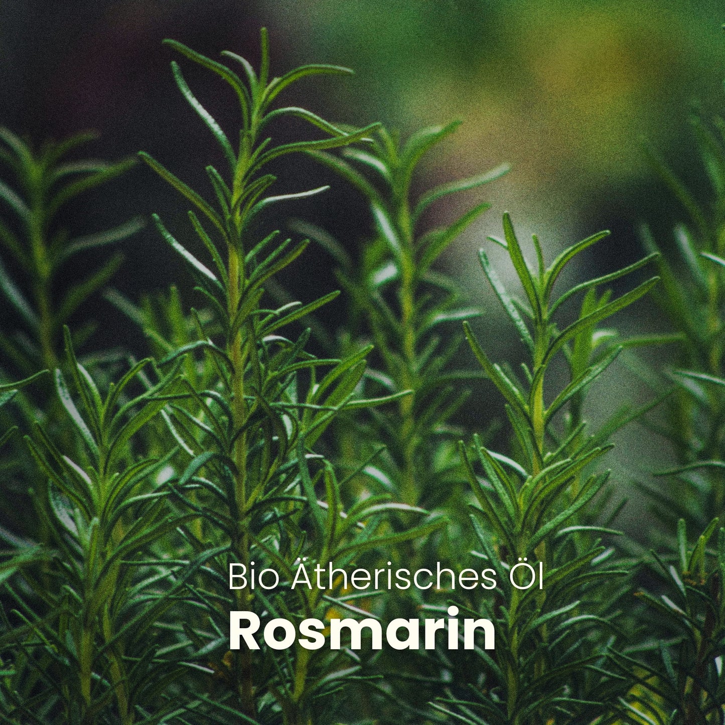 ROSMARIN - CLEMENZA COSMETICS