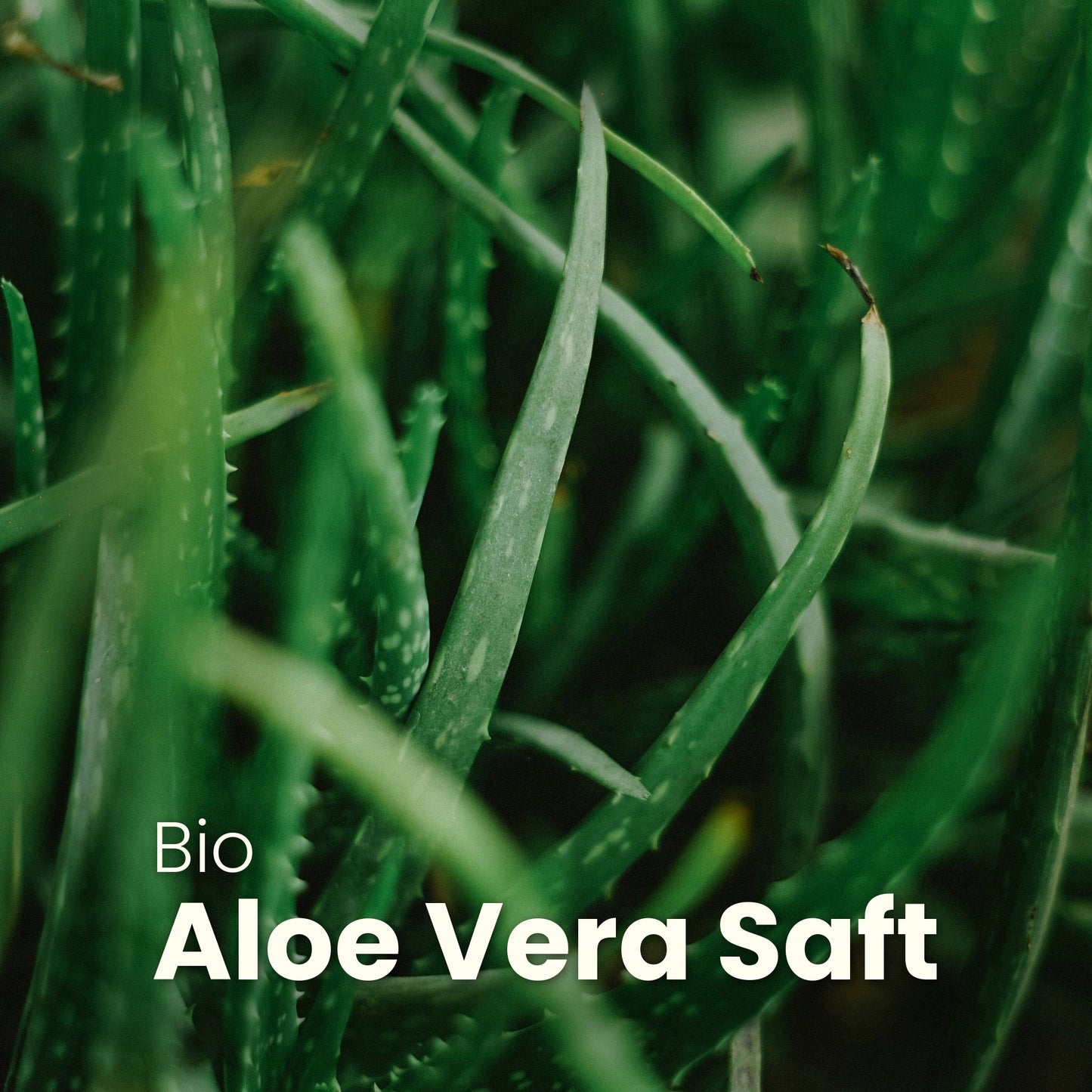 EUKALYPTUS ALOE VERA - CLEMENZA COSMETICS