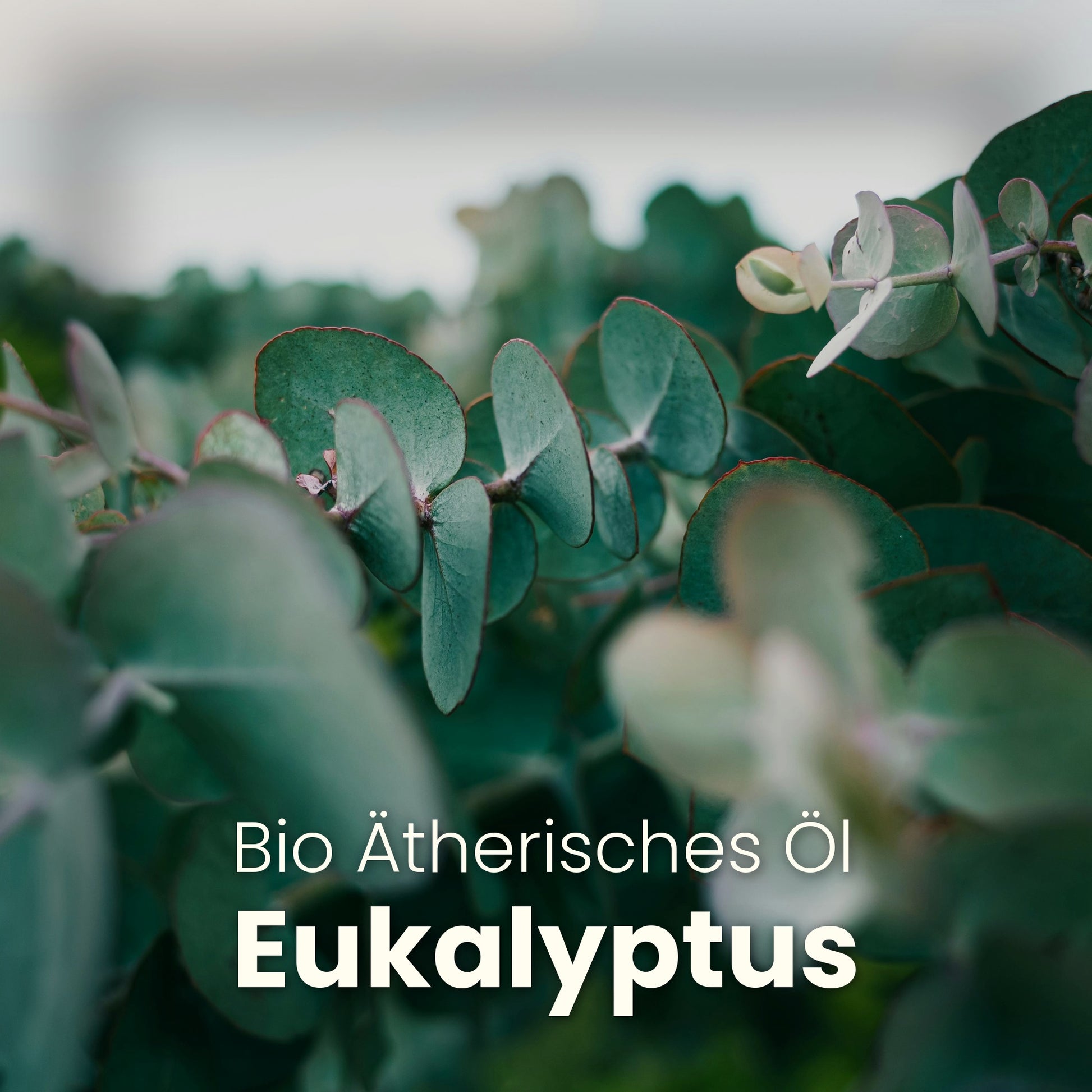 EUKALYPTUS ALOE VERA - CLEMENZA COSMETICS