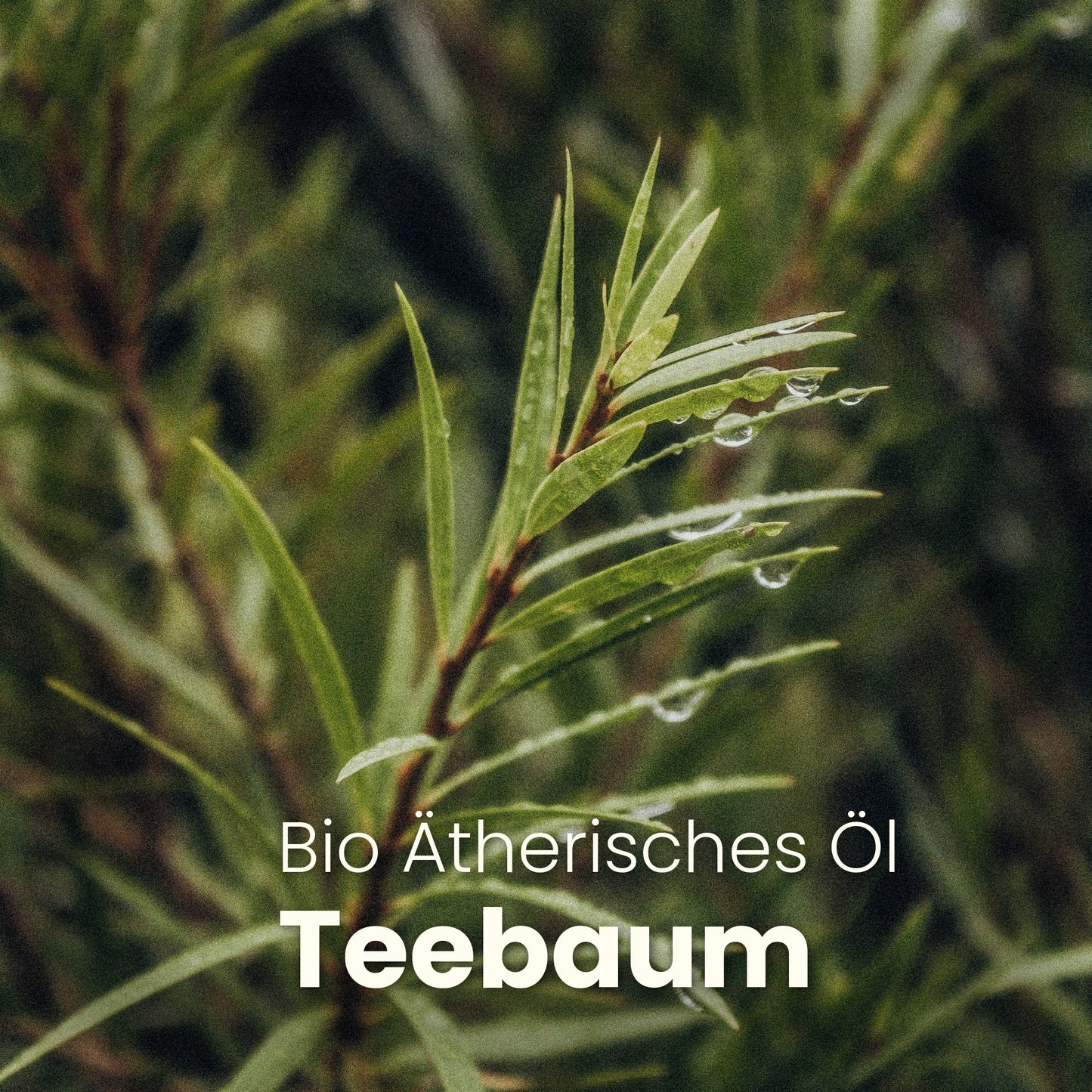 HANFSAMENÖL - ALOE VERA - CLEMENZA COSMETICS