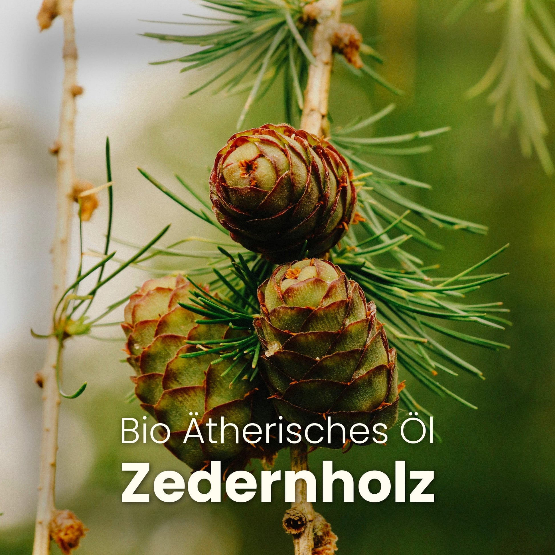 HANFSAMENÖL - ALOE VERA - CLEMENZA COSMETICS