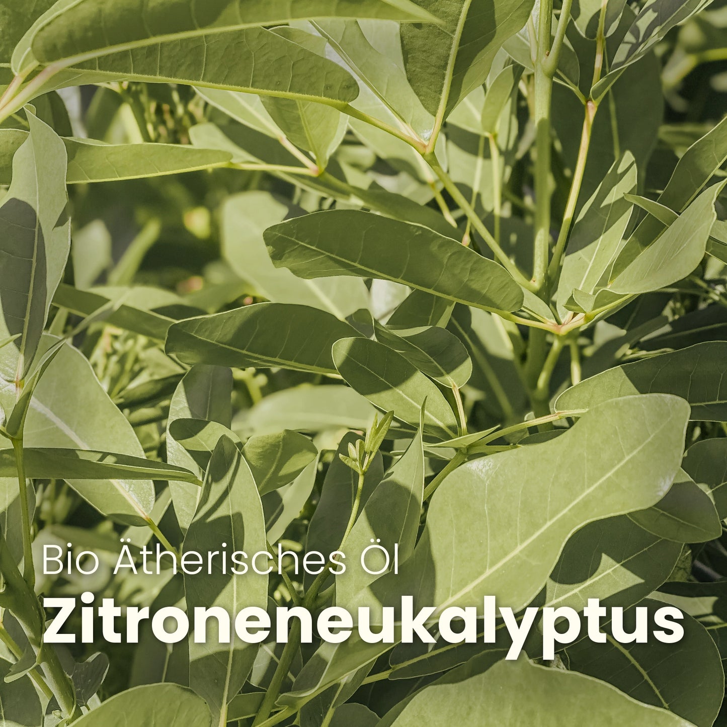 ZITRONEN - EUKALYPTUS - CLEMENZA COSMETICS